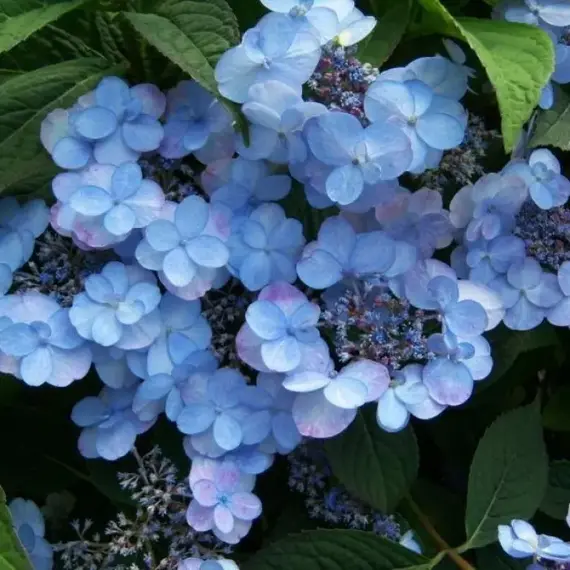 Гортензия пильчатая Саммер Глоу