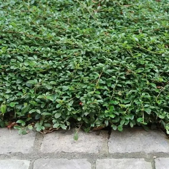 Кизильник даммера Мейджор