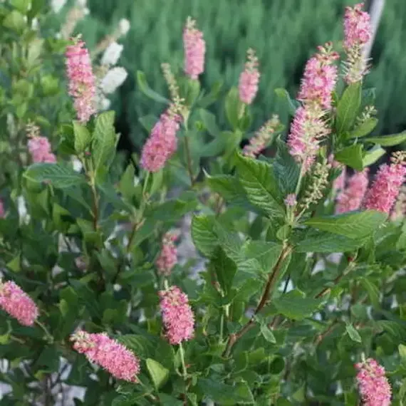 Клетра ольхолистная Пинк Спаер