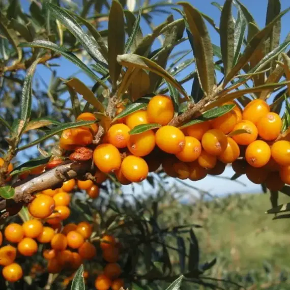 Облепиха крушиновидная Лейкора (жен)