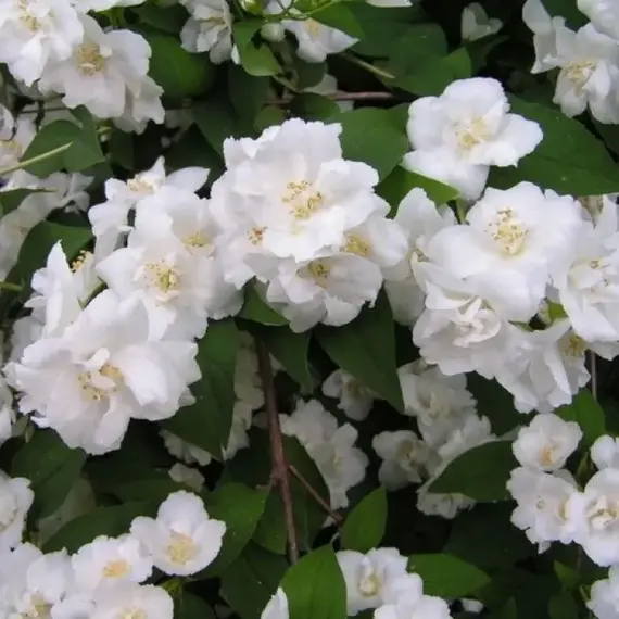 Чубушник Мон Блан