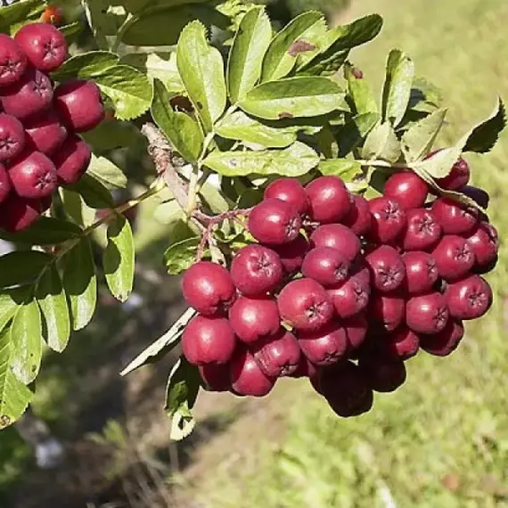 Рябина обыкновенная Бурка ком
