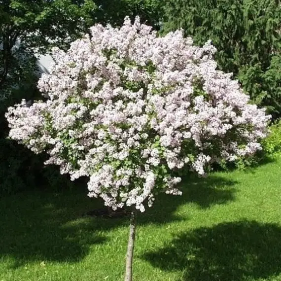 Сирень обыкновенная Красавица Москвы на штамбе