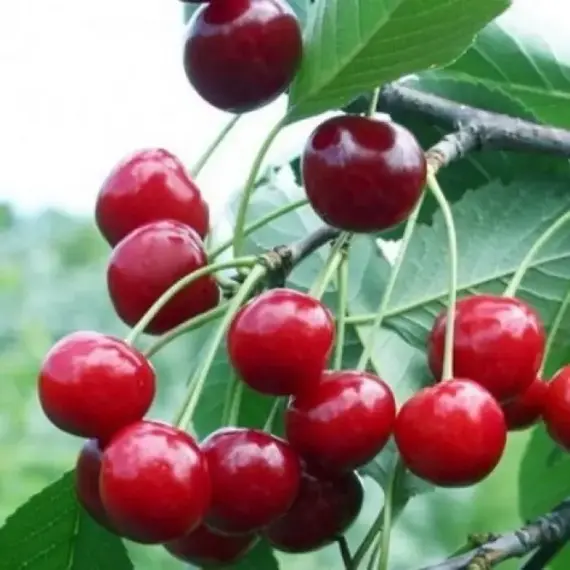 Вишня Волочаевка