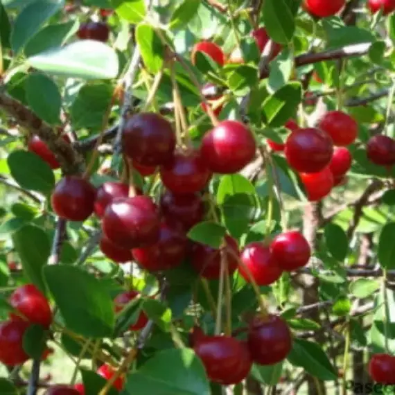 Вишня Быстринка