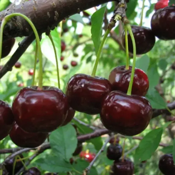 Дюк Спартанка