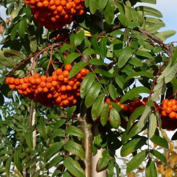 Рябина обыкновенная Эдулис