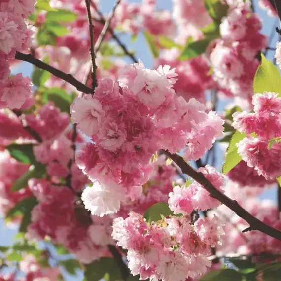 Сакура мелькопильчатая Пинк Перфекшн