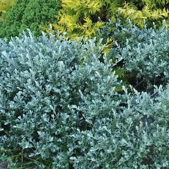 Ива ползучая