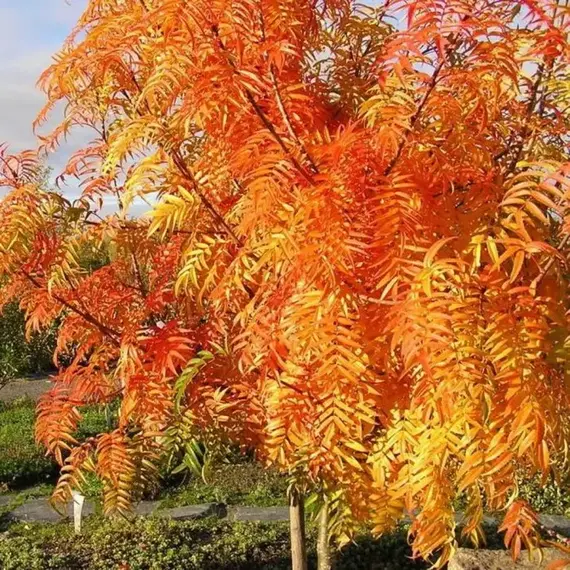 Рябина смешанная Додонг