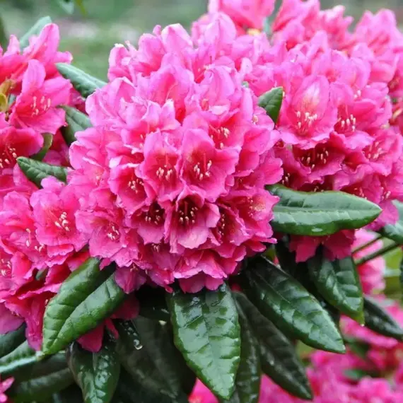 Рододендрон Доктор Х.