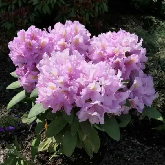 Рододендрон Лэйт Кисс