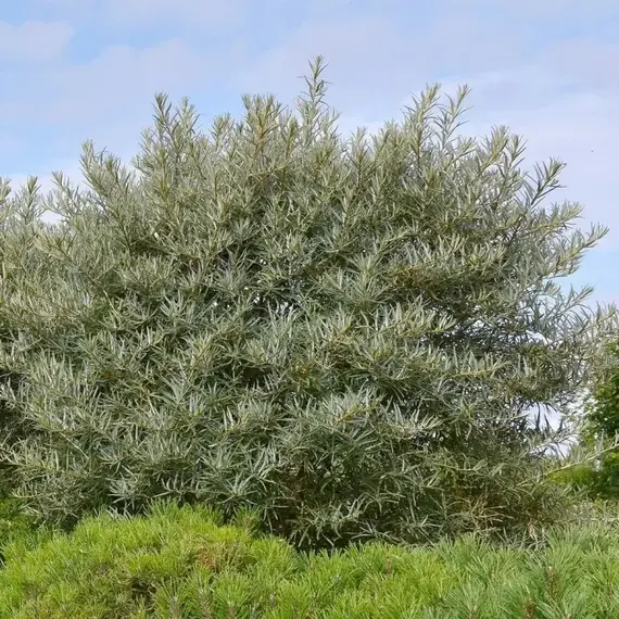 Облепиха крушиновидная Полмикс (муж)