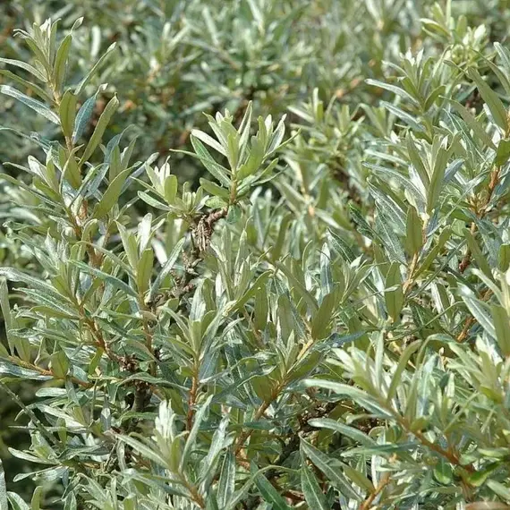 Облепиха крушиновидная Ромео (муж)