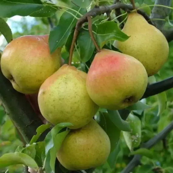 Груша Памяти Яковлева