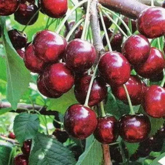 Черешня Ревна