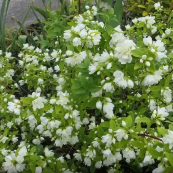 Чубушник Лемуана