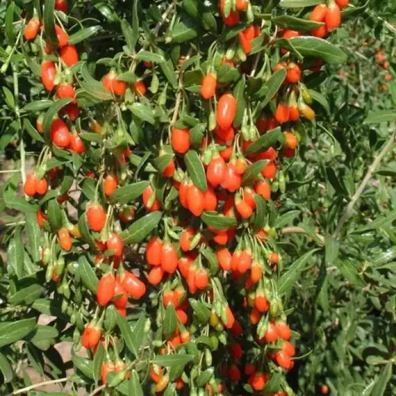 Дереза обыкновенная Биг Лайфберри