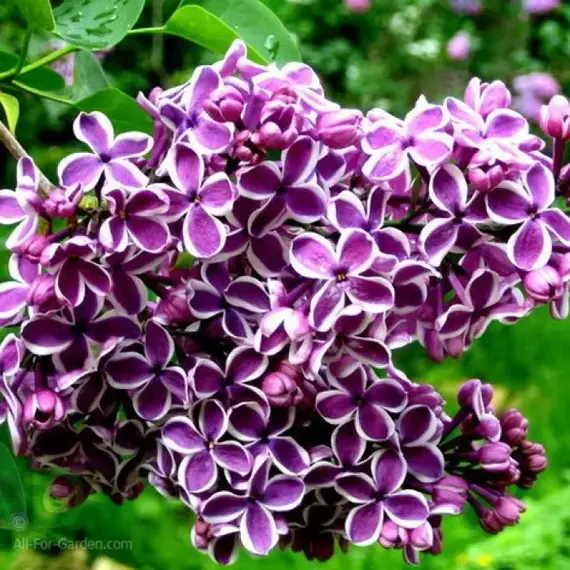 Сирень обыкновенная Сенсация