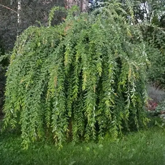 Ива цельнолистная Пендула на штамбе