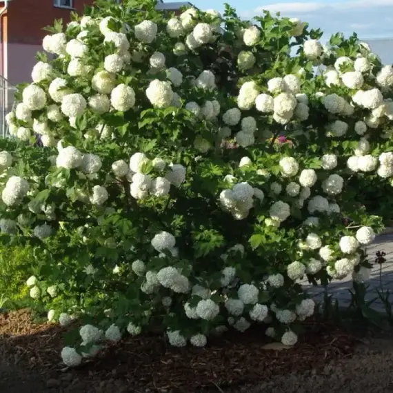 Калина обыкновенная