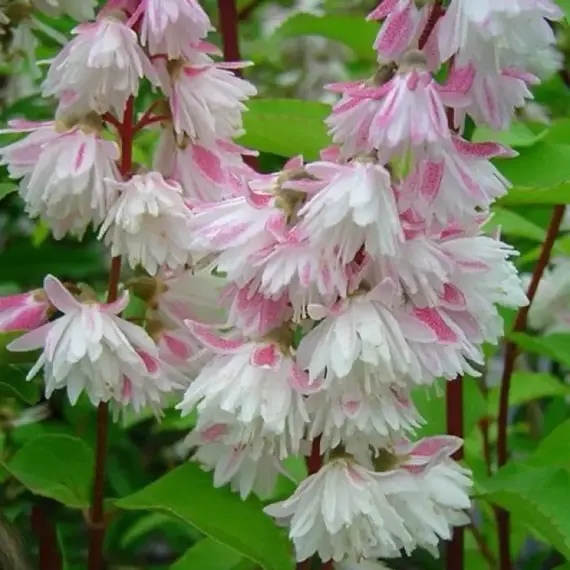 Дейция шершавая Прайд оф Рочестер