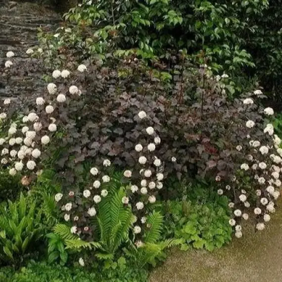 Пузыреплодник калинолистный Саммер Вайн