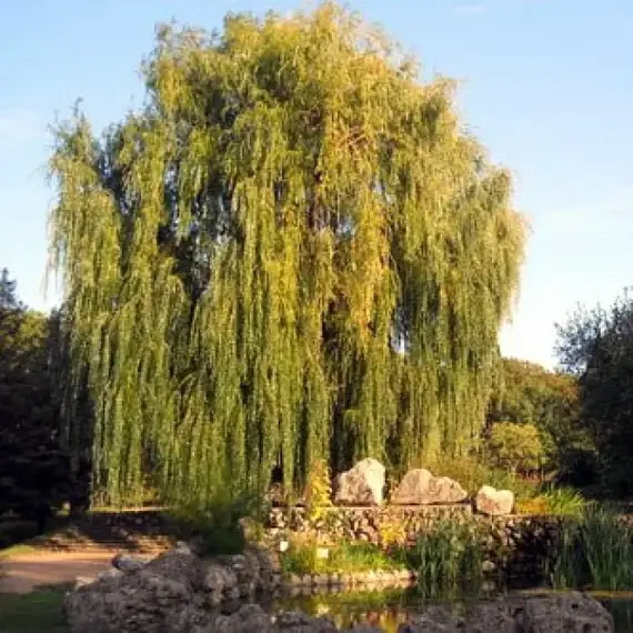 Ива вавилонская Урал