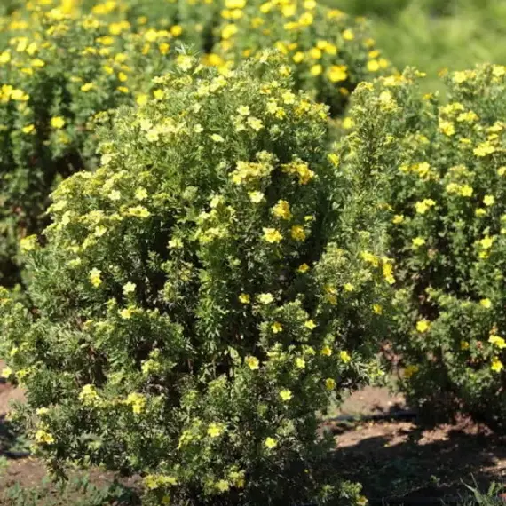 Лапчатка кустарниковая Джакманс Вариети