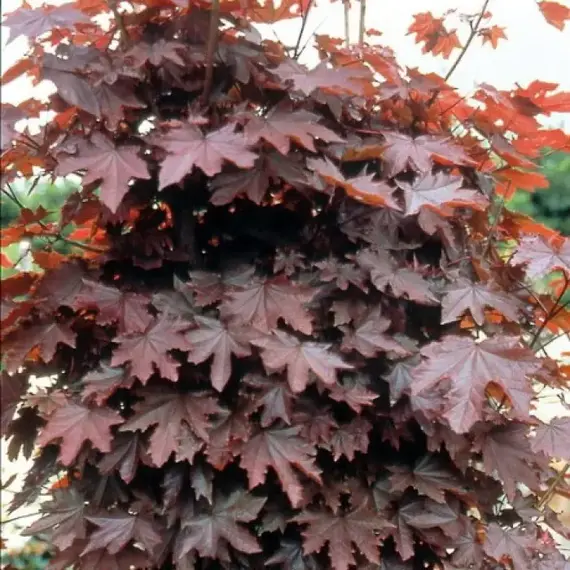 Клен остролистный Кримсон Сентри