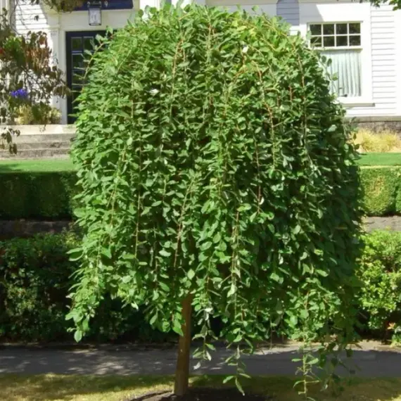 Ива козья Килмарнок0