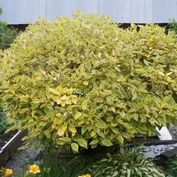 Дерен белый Спаети