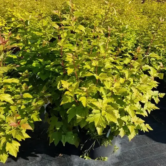 Пузыреплодник калинолистный Лютеус