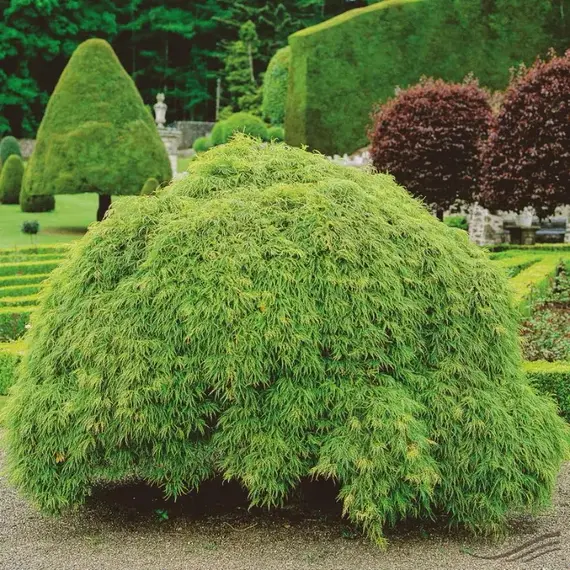 Клен дланевидный / веерный Диссектум