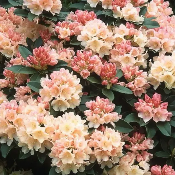 Рододендрон Голден Торч