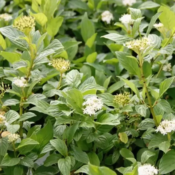 Дерен отпрысковый Флавирамеа