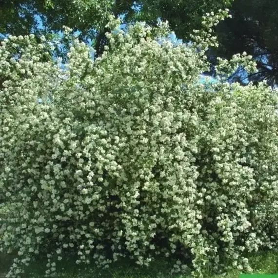 Чубушник венечный