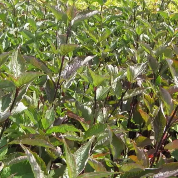 Дерен белый Кессельринги