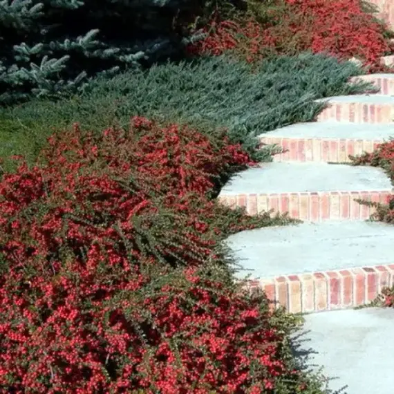 Кизильник гибридный Корал Бьюти