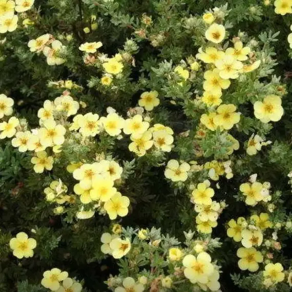 Лапчатка кустарниковая Катерина Дукс