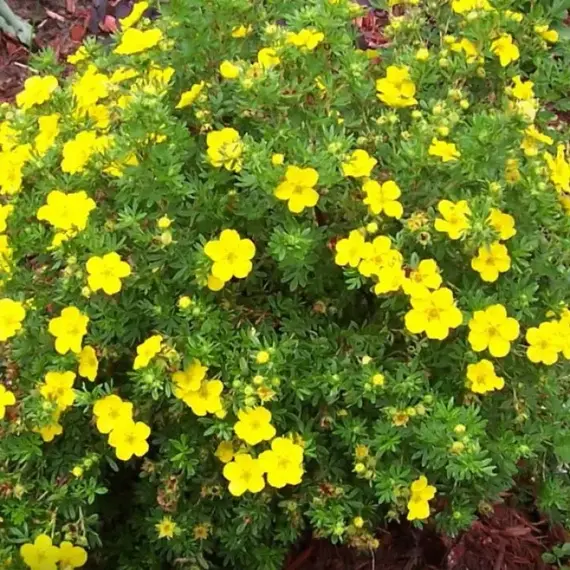 Лапчатка кустарниковая Элизабет