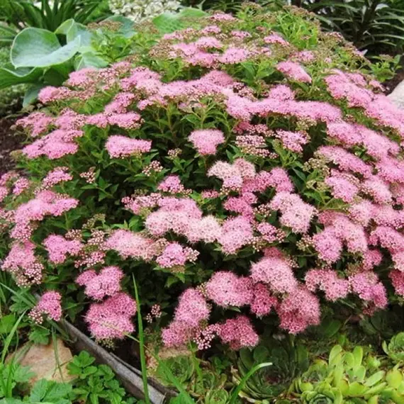 Спирея японская Джапаниз Дворф