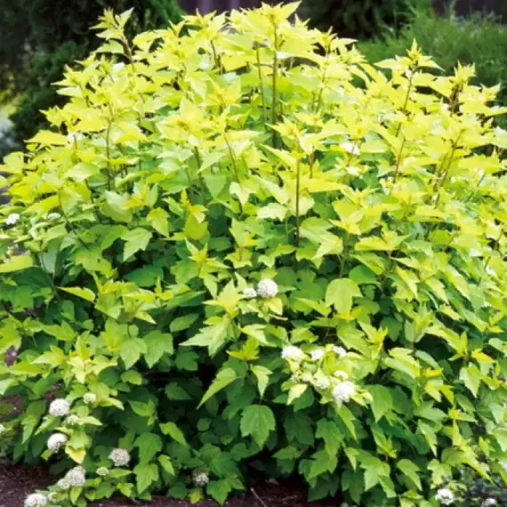 Пузыреплодник головчатый Тильден Парк