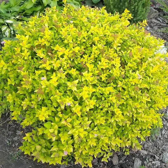 Спирея японская Голдмаунд