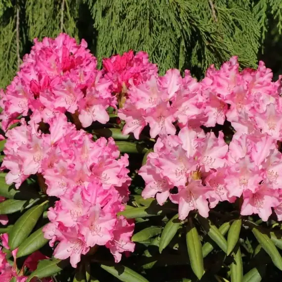 Рододендрон Калинка