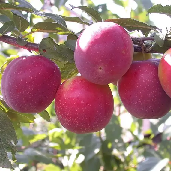 Алыча Найдена