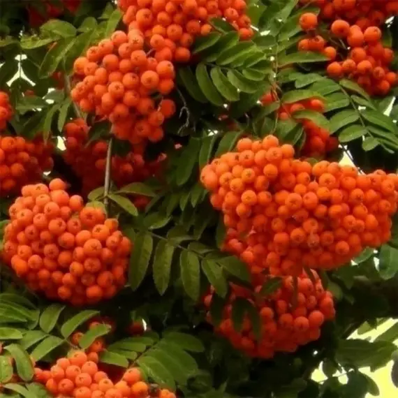 Рябина обыкновенная Бусинка