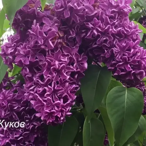 Сирень обыкновенная Маршал Жуков