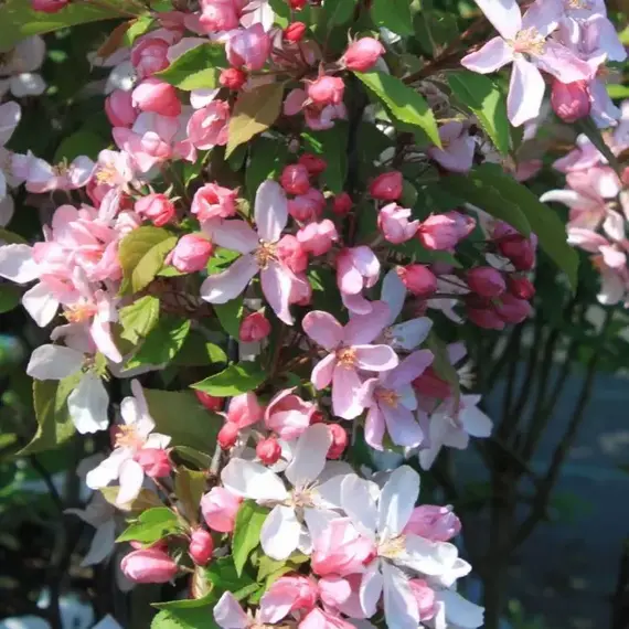 Яблоня декоративная Ред Обелиск