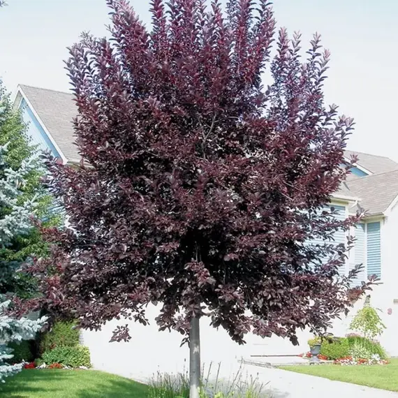 Черемуха виргинская Шуберт